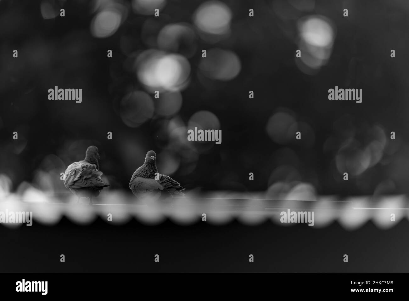 Piccioni di roccia- bokeh Foto Stock