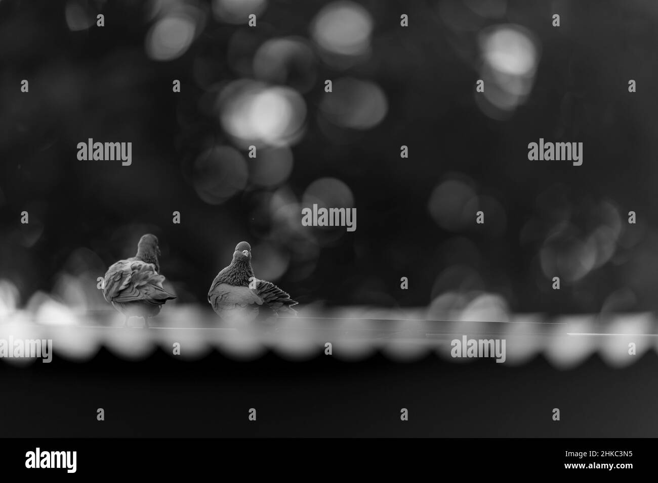 Piccioni di roccia- bokeh Foto Stock