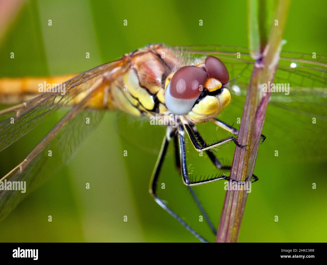 Dragonfly sul belvedere Foto Stock