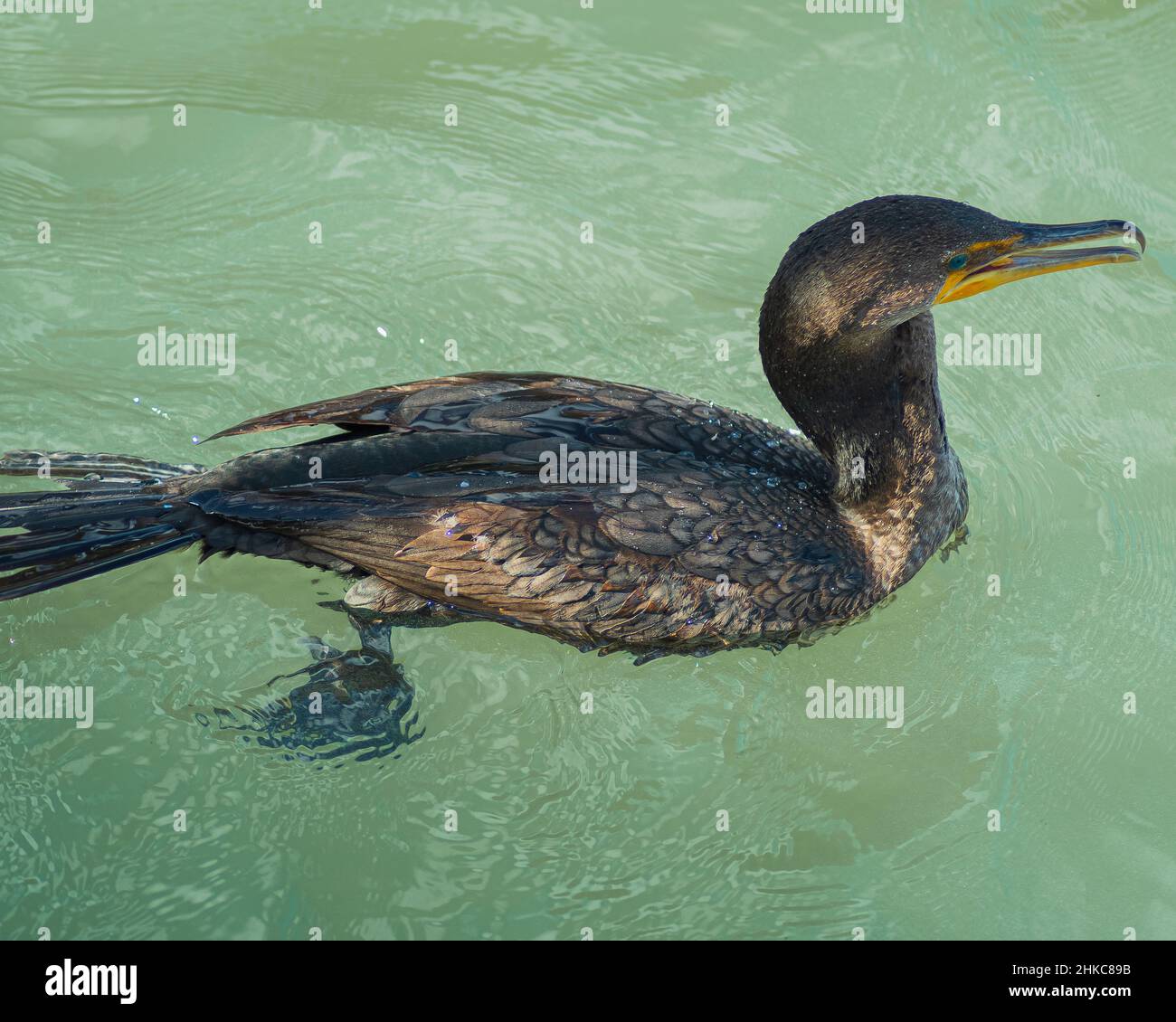 Uccelli acquatici galleggianti in mare Foto Stock