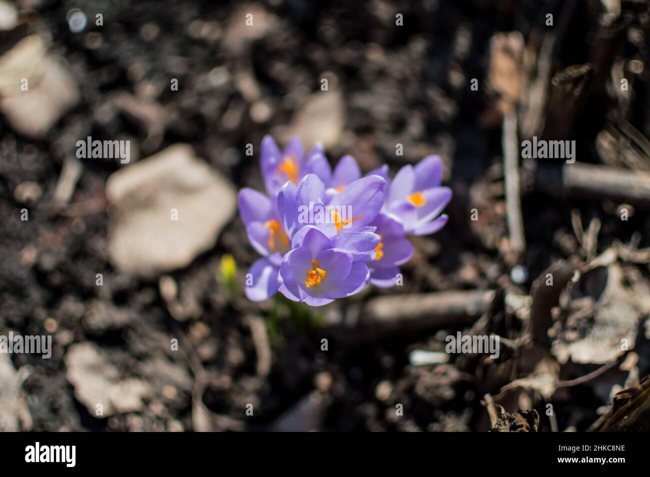 Croci viola su sfondo di suolo. Primavera primrose fioriscono al sole Foto Stock