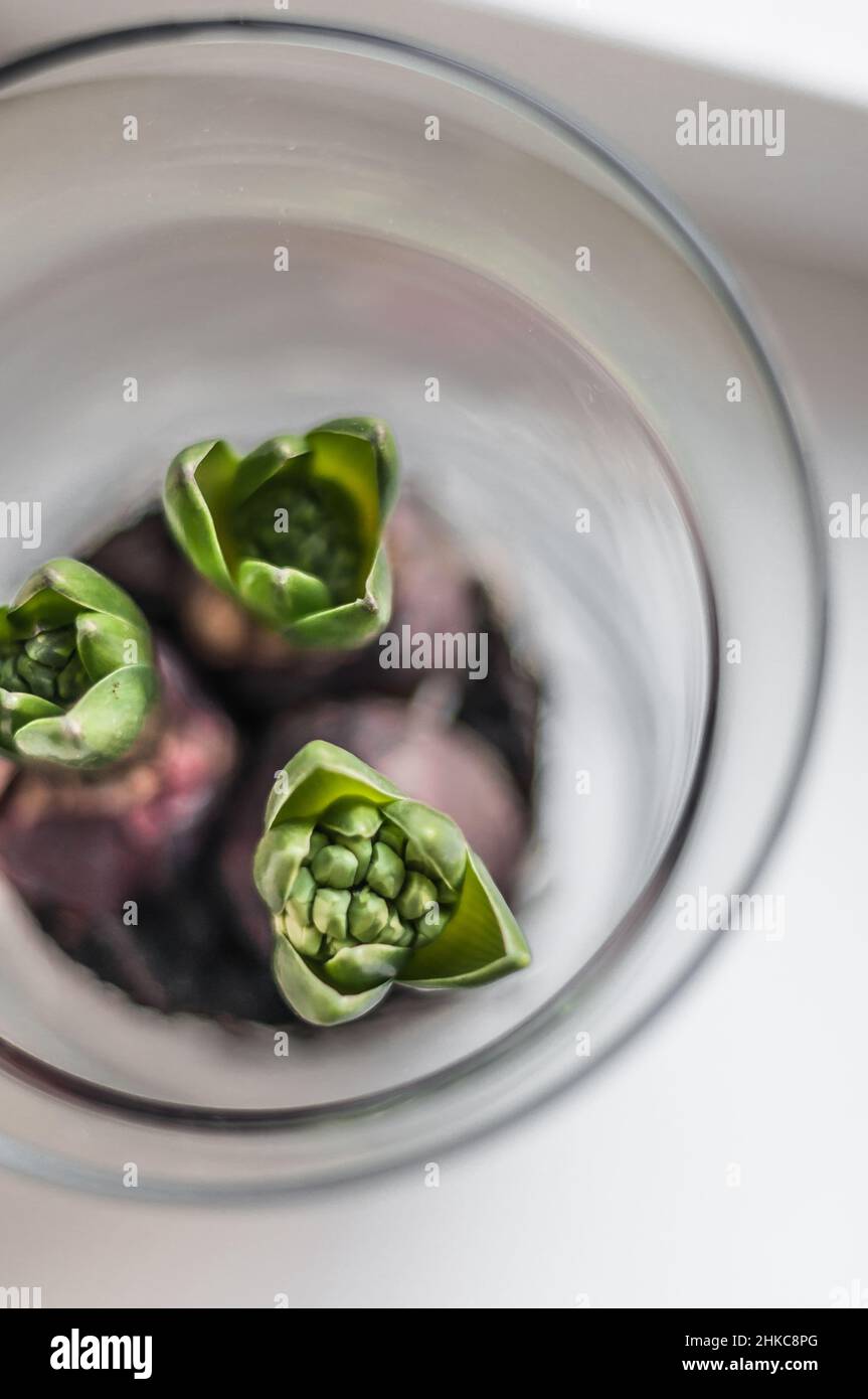 Tre giacinti con boccioli inaperti in una vista dall'alto in vaso di vetro. Foto Stock