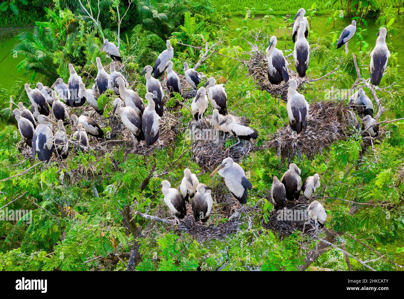 Cicogne asiatiche openbill con i loro pulcini in nido Foto Stock