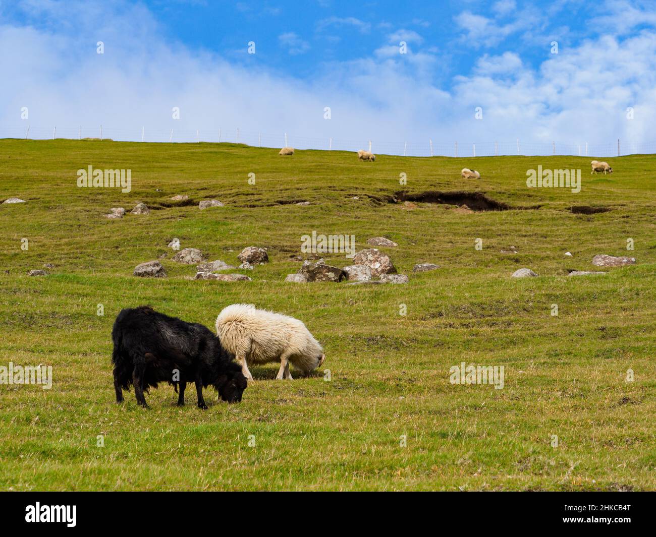 Pecore Faroe su Isole Faroe. Si tratta di un territorio autonomo all'interno del Regno di Danimarca. Europa. Foto Stock