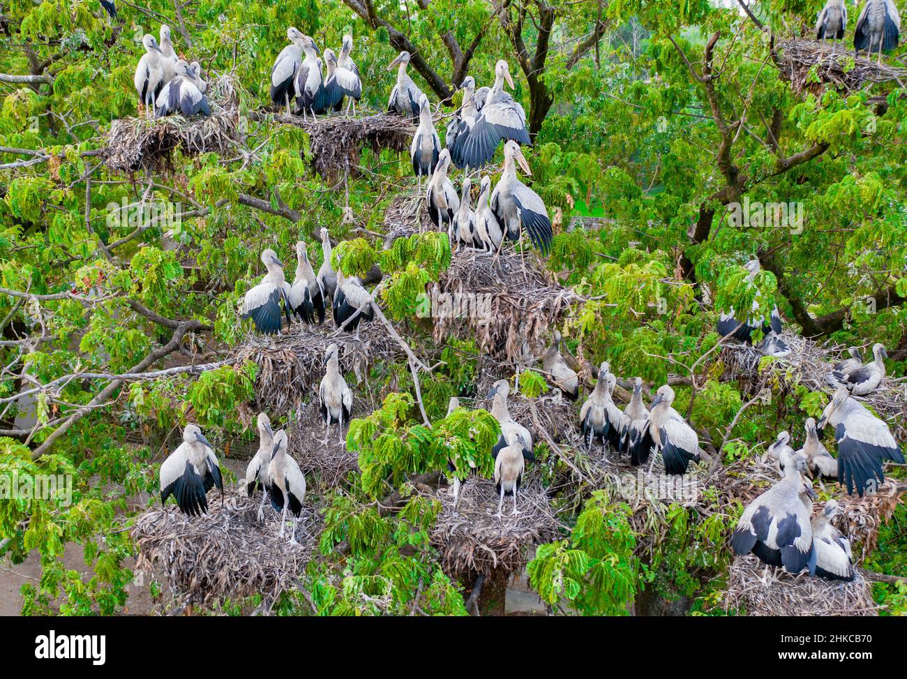 Cicogne asiatiche openbill con i loro pulcini in nido Foto Stock