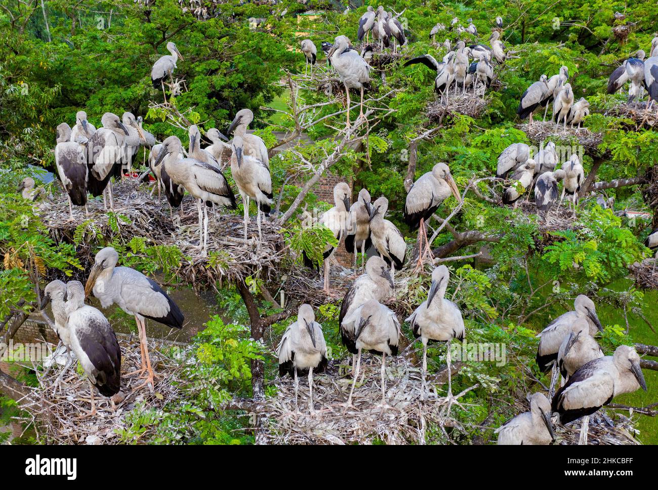 Cicogne asiatiche openbill con i loro pulcini in nido Foto Stock