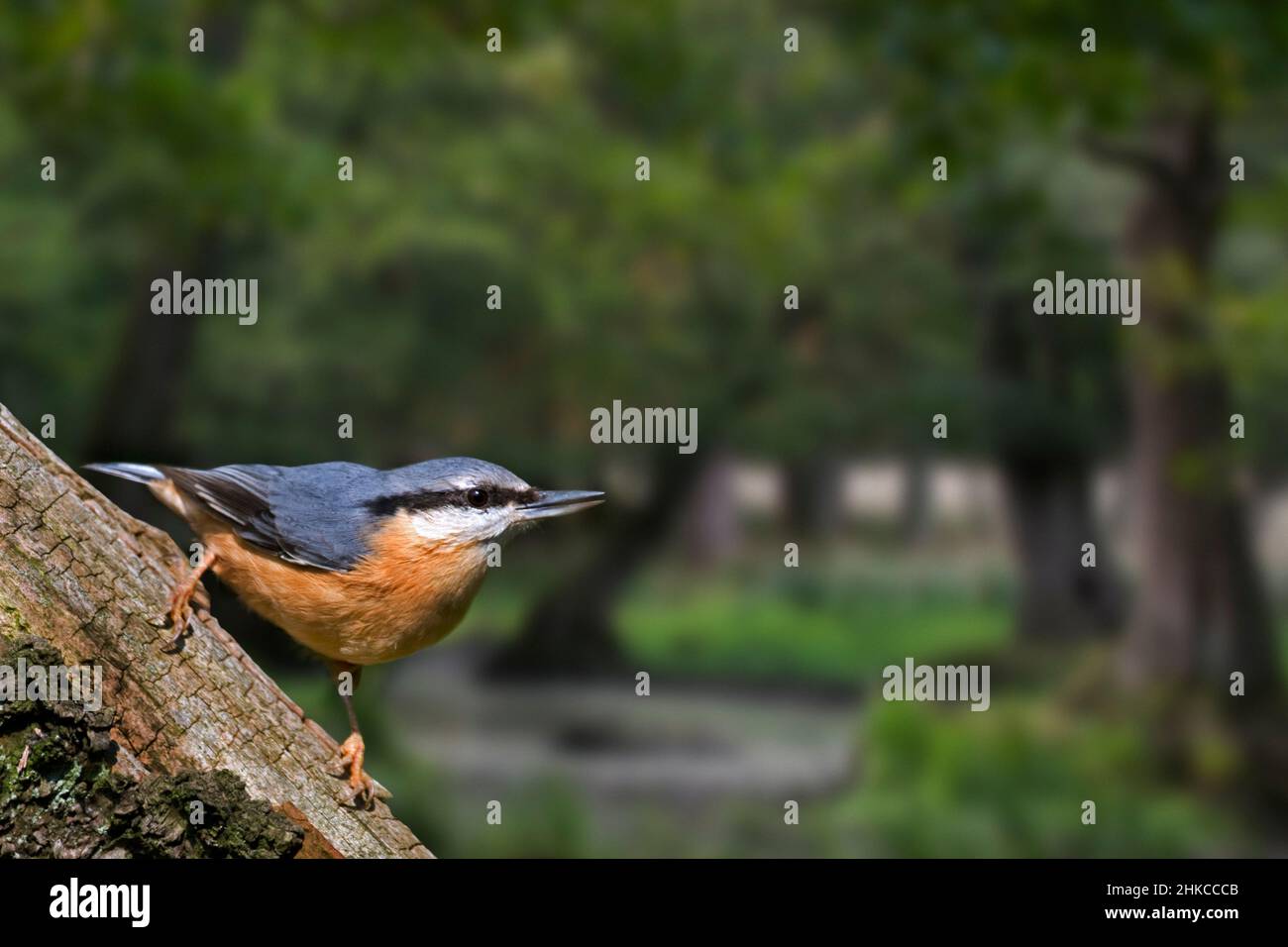 Nuthatch Eurasian / nuthatch in legno (Sitta europaea) foraggio in foresta decidua con querce antiche Foto Stock