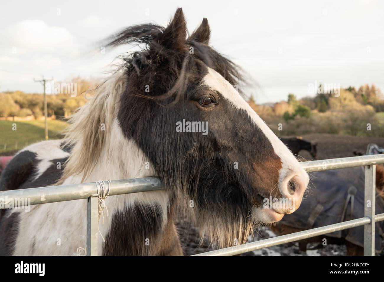 Una razza Gypsy COB o Gypsy Vanner di cavallo spiedino si affaccia su una recinzione in campagna. Foto Stock