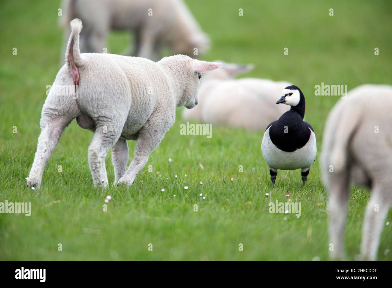 Barnacle Goose (Branta leucopsis) conoscendo Texel agnello, Isola di Texel, Olanda, Europa Foto Stock