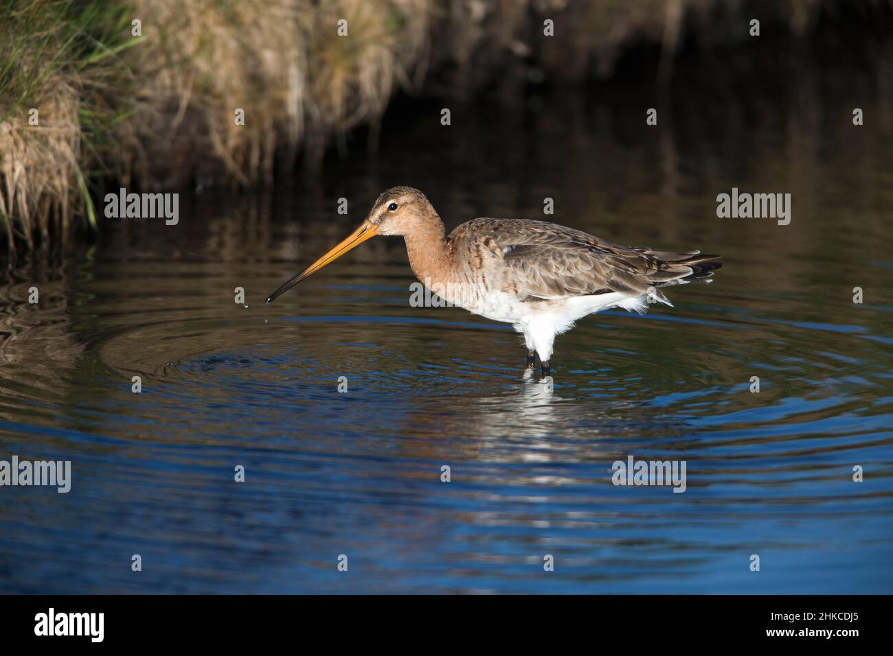 Godwit dalla coda nera (Limosa limosa) che si nutrono nel fosso, Isola di Texel, Olanda, Europa Foto Stock