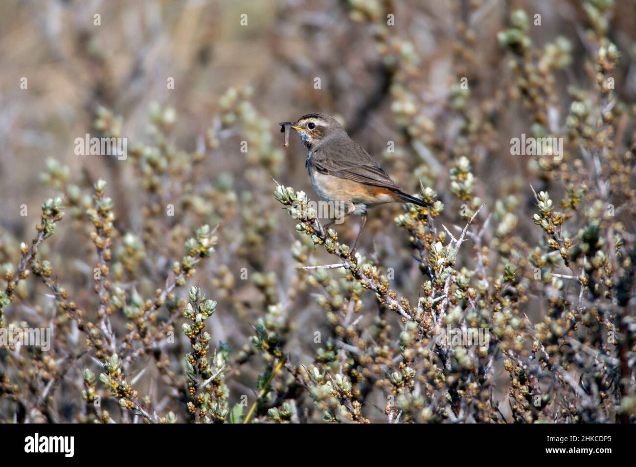 Bluegola (Luscinia svecica) femmina con cibo in becco, Isola di Texel, Olanda, Europa Foto Stock