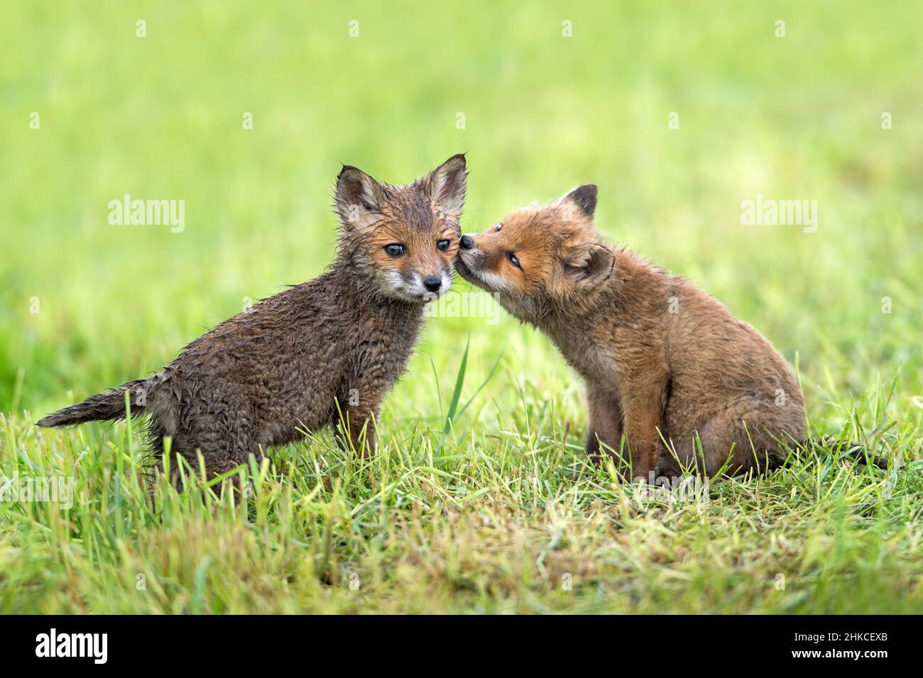 Volpe rossa europea (Vulpes vulpes) due cubi che mostrano comportamento sociale sul prato, bassa Sassonia, Germania Foto Stock
