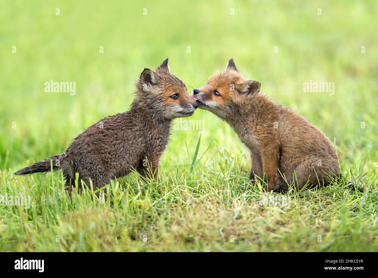 Volpe rossa europea (Vulpes vulpes) due cubi che mostrano comportamento sociale sul prato, bassa Sassonia, Germania Foto Stock