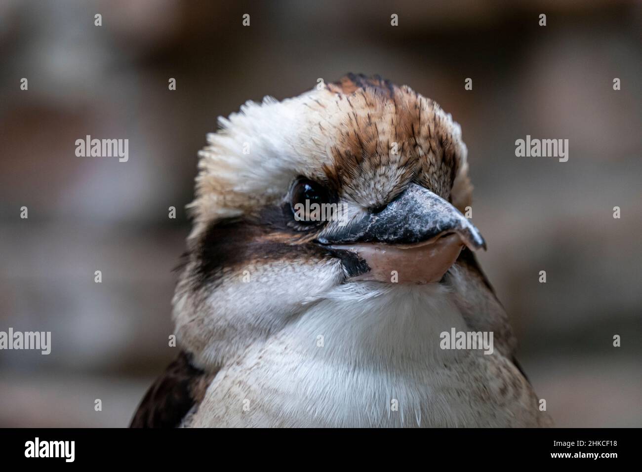 Un uccello ridente kookaburra (Dacelo novaeguineae) nella sottofamiglia dei pescatori halcyoninae originaria dell'Australia continentale orientale, ma è stato anche introdotto in alcune parti della Nuova Zelanda, della Tasmania e dell'Australia occidentale Foto Stock