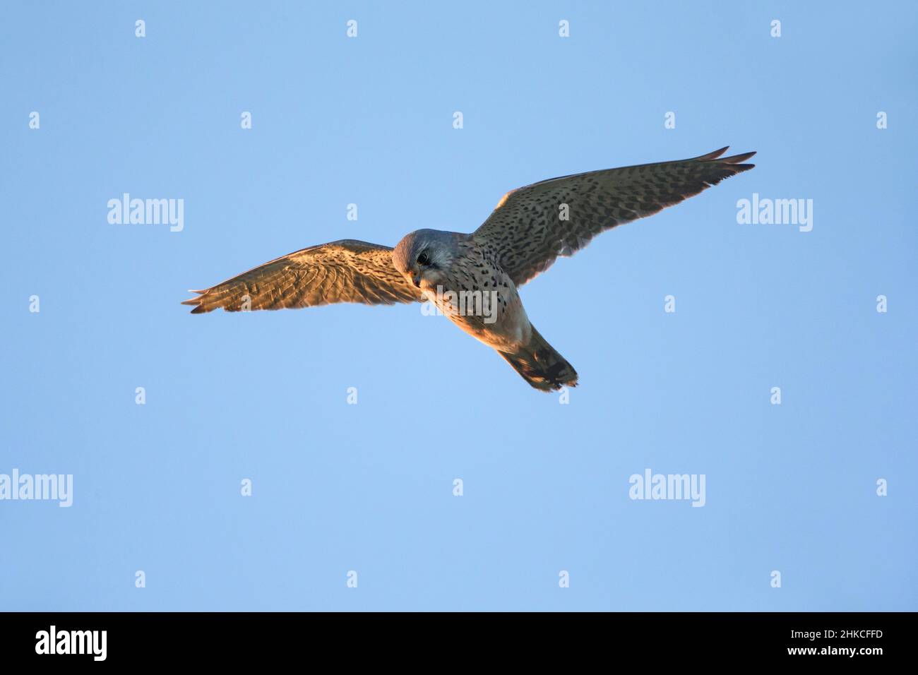 Comune Kestrel (Falco tinnunculus) maschio in volo hovering, Isola di Texel, Olanda, Europa Foto Stock
