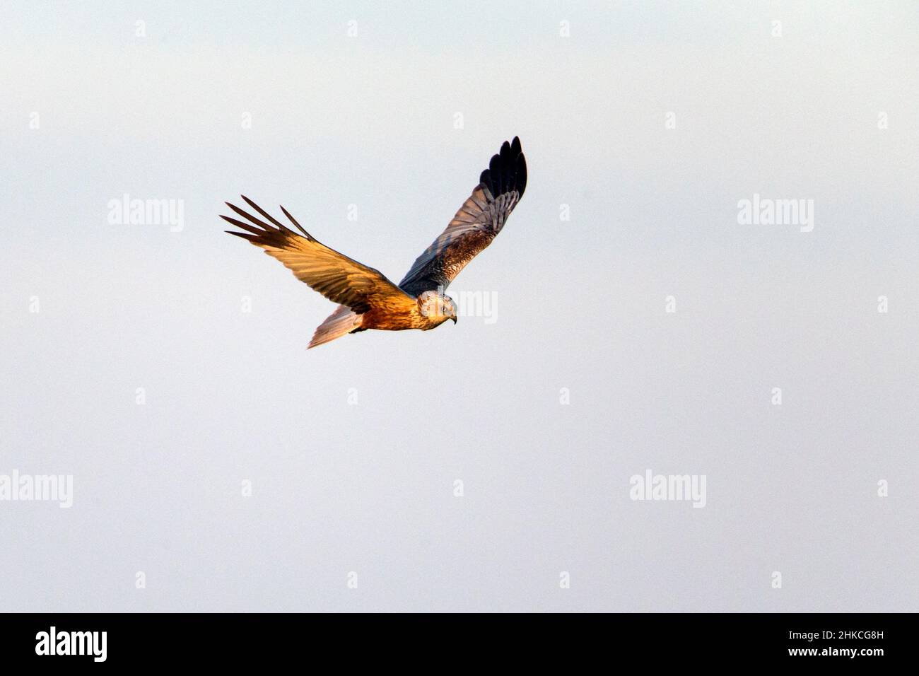 Marsh Harrier (Circus aeruginosus) maschio in volo, Isola di Texel, Olanda, Europa Foto Stock
