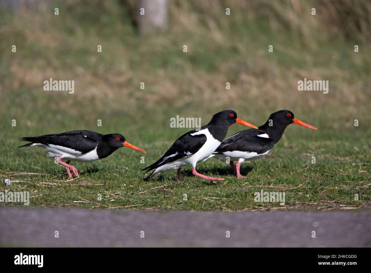 Oystercatcher (Haematopus ostralegus) coppia inseguimento rivale, Isola di Texel, Olanda, Europa Foto Stock