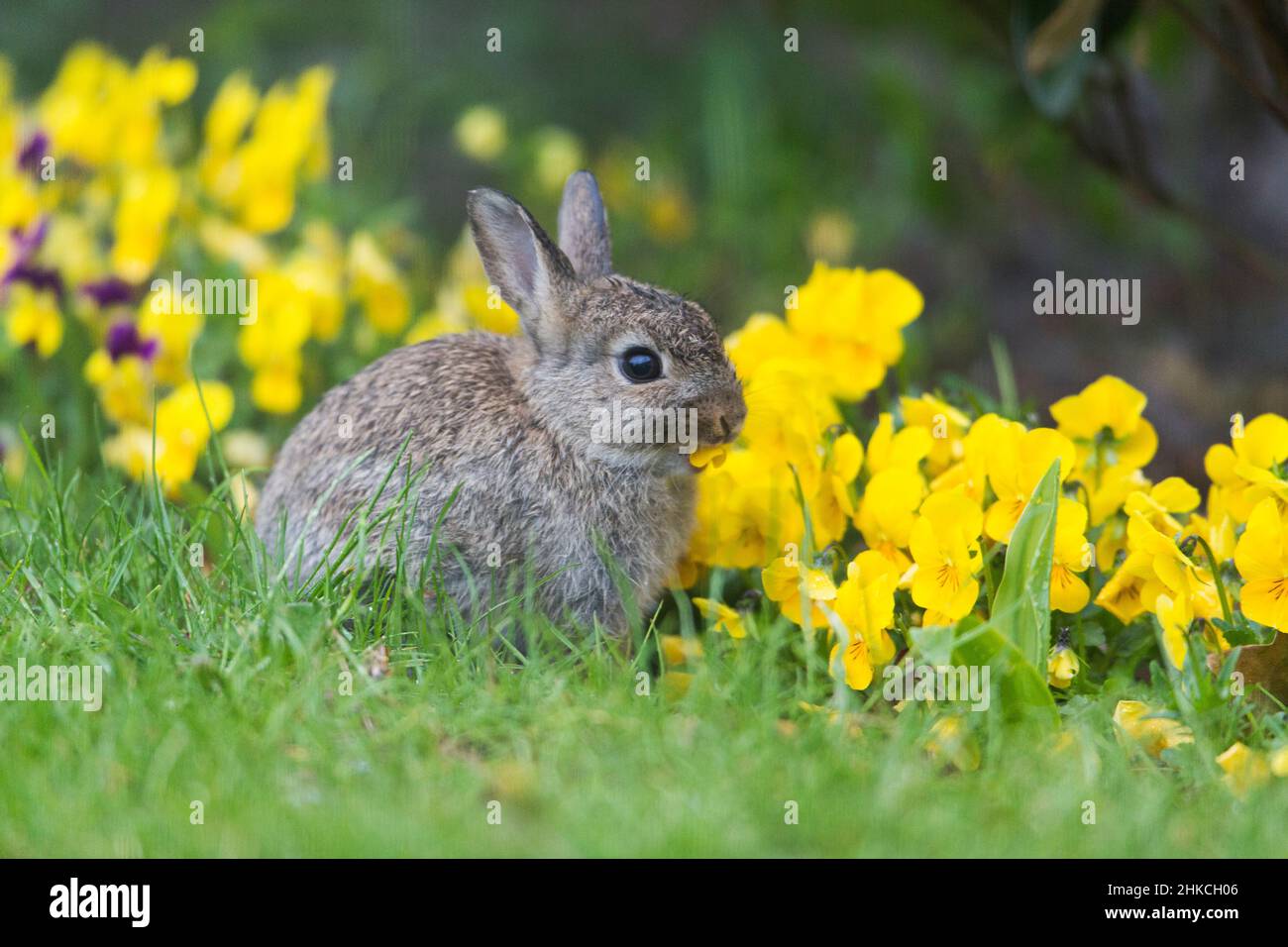 Coniglio selvatico (Oryctolagus cuniculus) coniglio bambino mangiare i fiori di pansy in giardino, Isola di Texel, Olanda, Europa Foto Stock