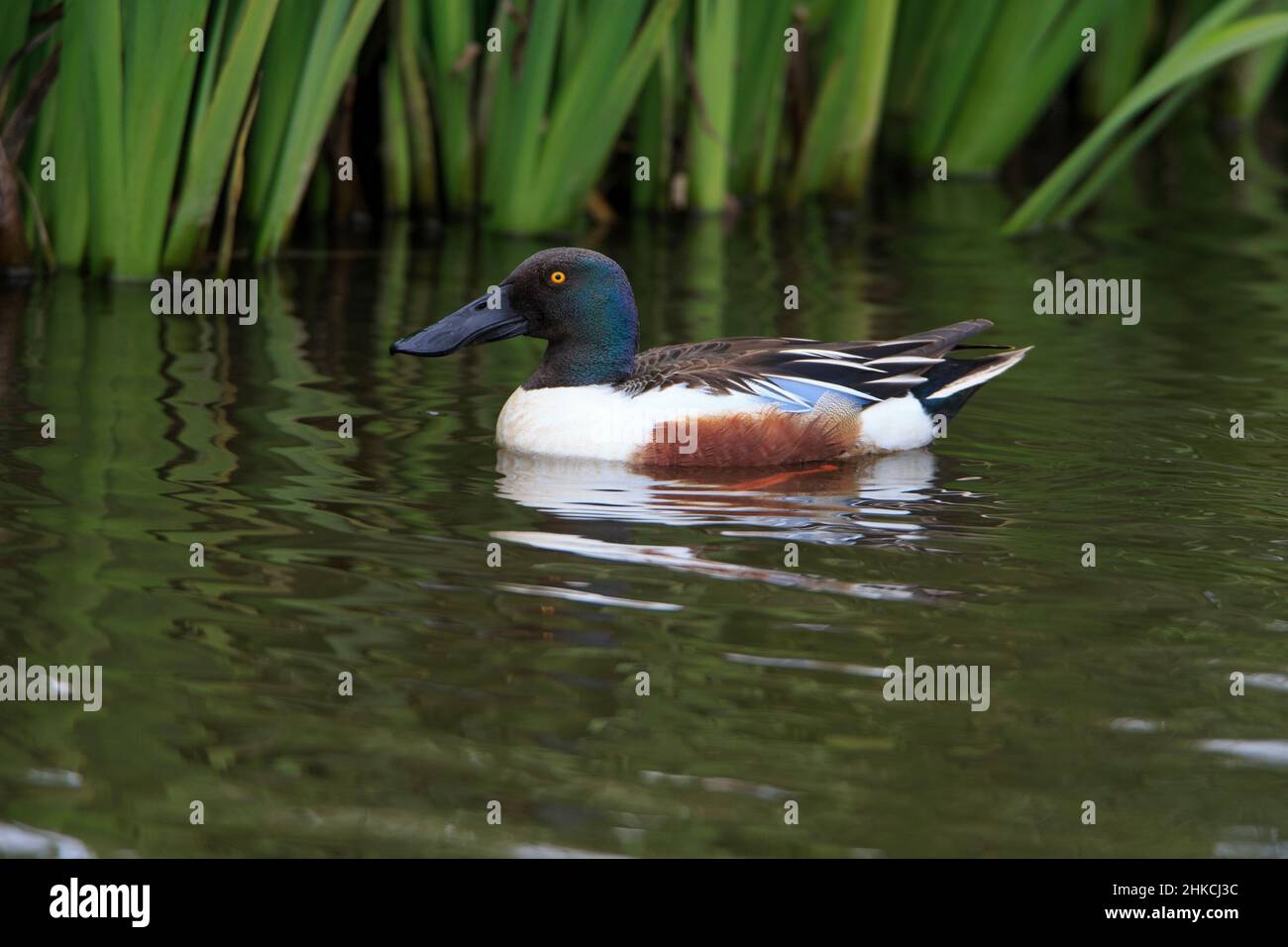 Shoveler (Anas clypeata) drake sul lago, Isola di Texel, Olanda, Europa Foto Stock