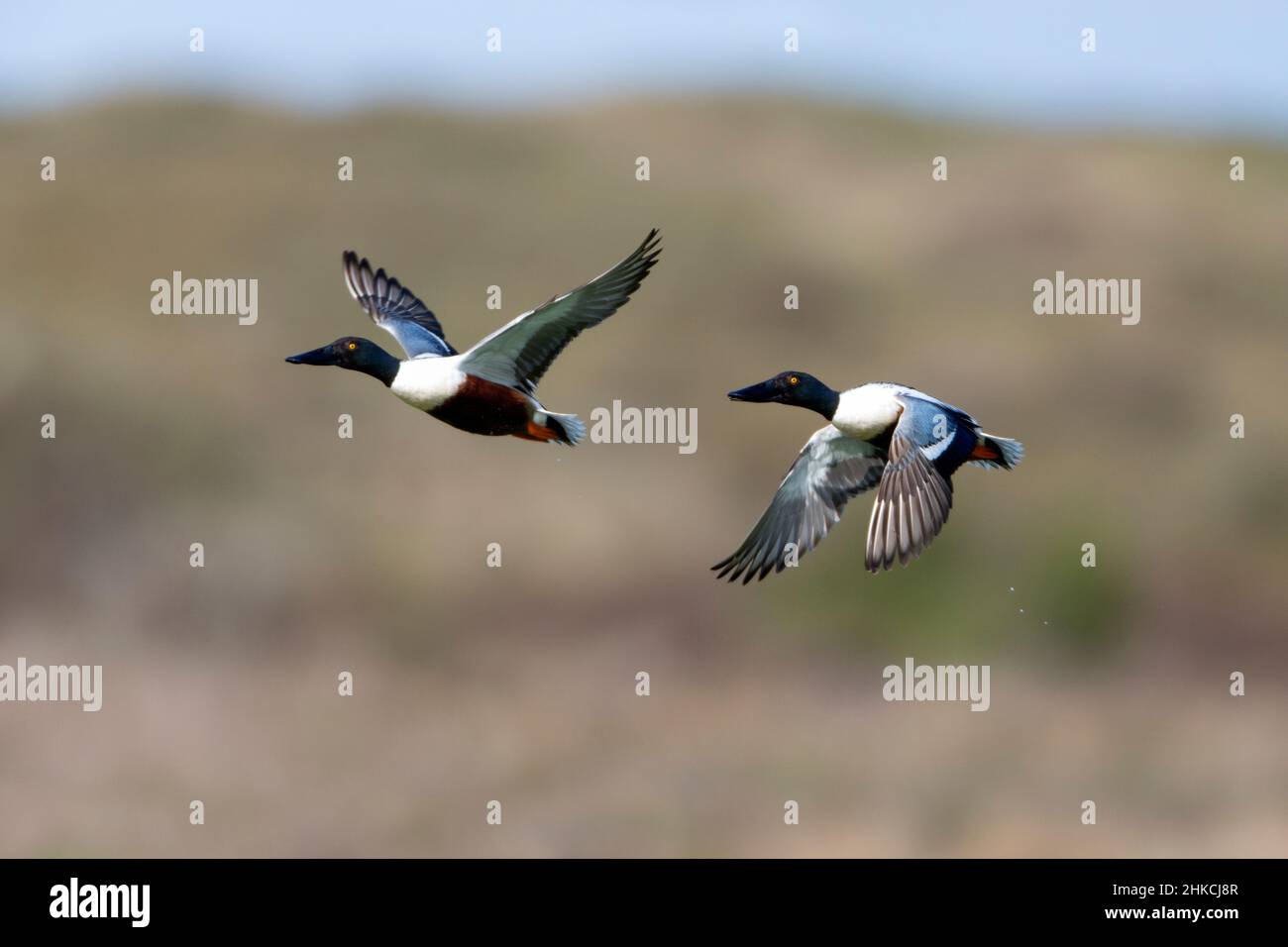 Shoveler (Anas clypeata) due drakes in volo, Isola di Texel, Olanda, Europa Foto Stock
