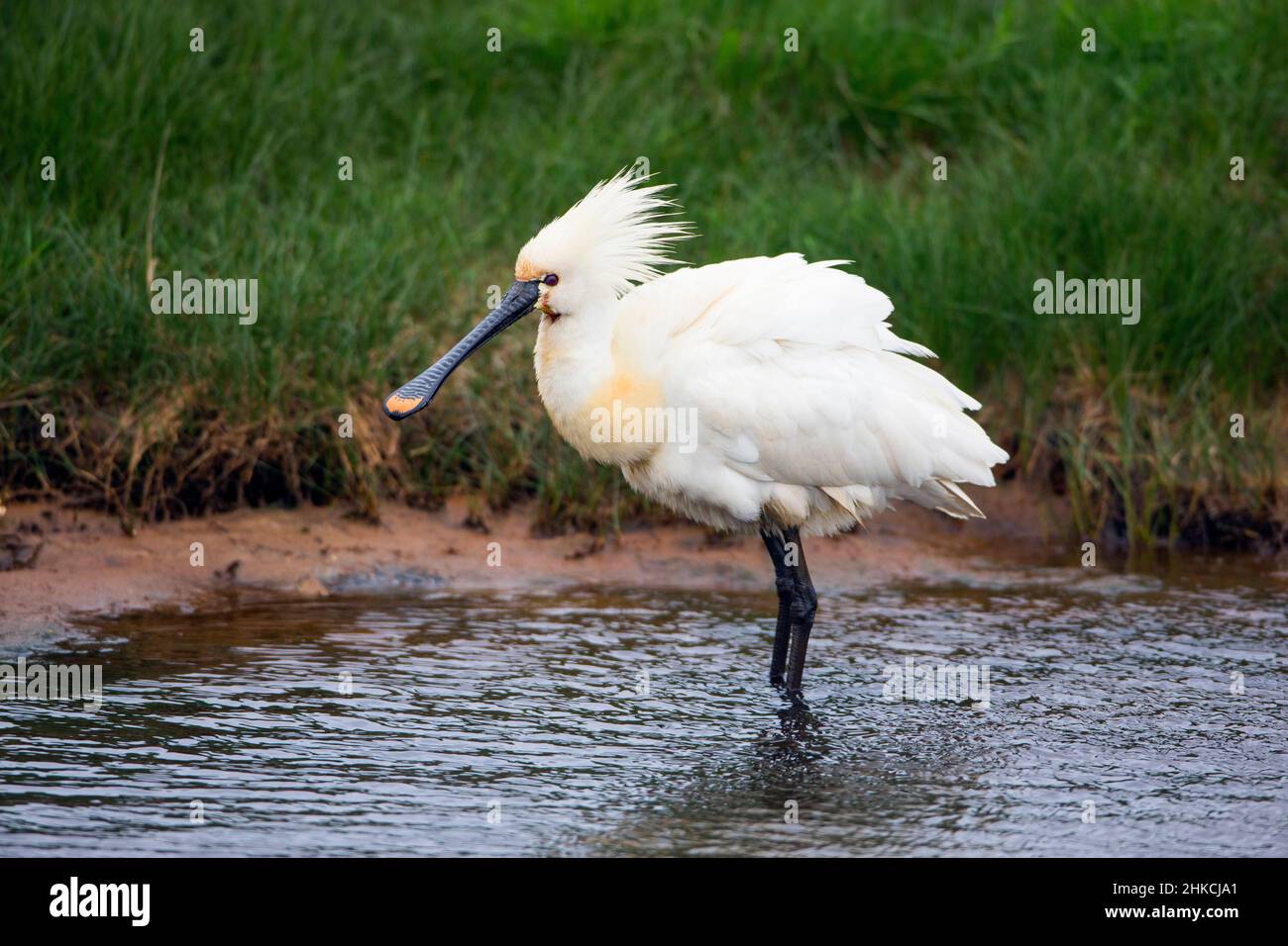 Spoonbill (Platalea leucorodia) in piume di preening dell'insenatura, Isola di Texel, Olanda, Europa Foto Stock