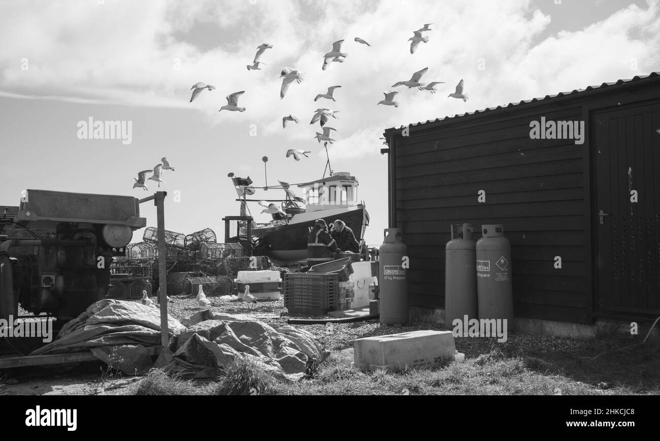Gabbiani sopra i pescatori sulla spiaggia di Aldeburgh, Foto Stock