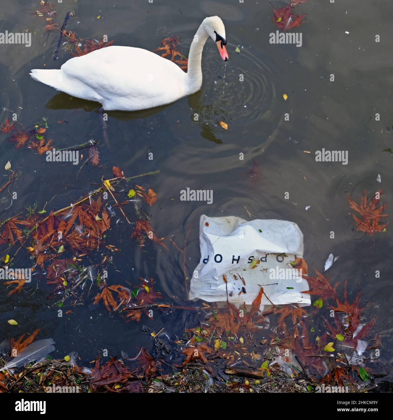 Borsa di plastica e Swan, Waterworks, Antrim Road, Belfast Foto Stock