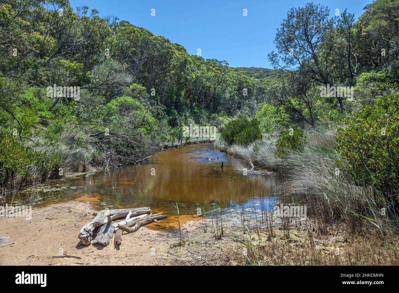 Laguna dietro la spiaggia a Maitland Bay, Bouddi National Park, Central Coast, New South Wales, Australia Foto Stock