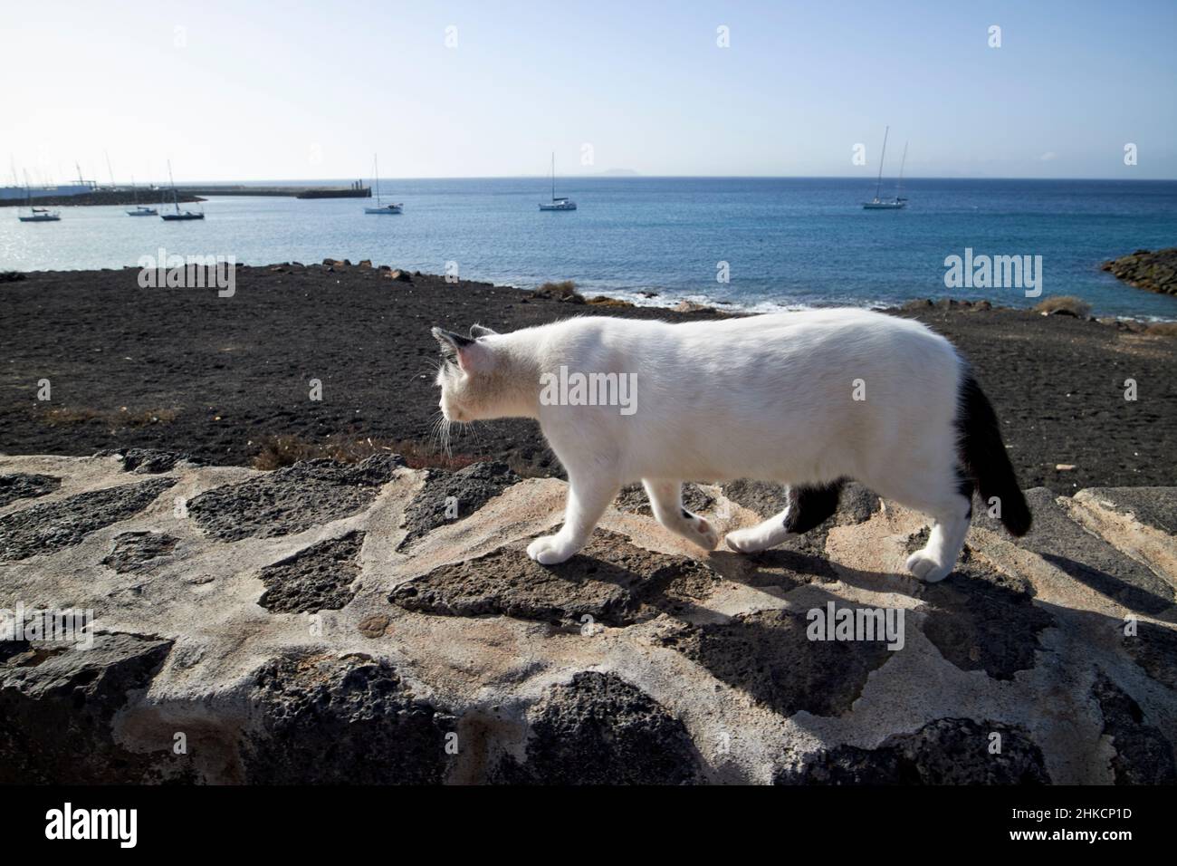 Bianco parassita gatto Walkig lungo il mare parete playa blanca Lanzarote Isole Canarie Spagna Foto Stock