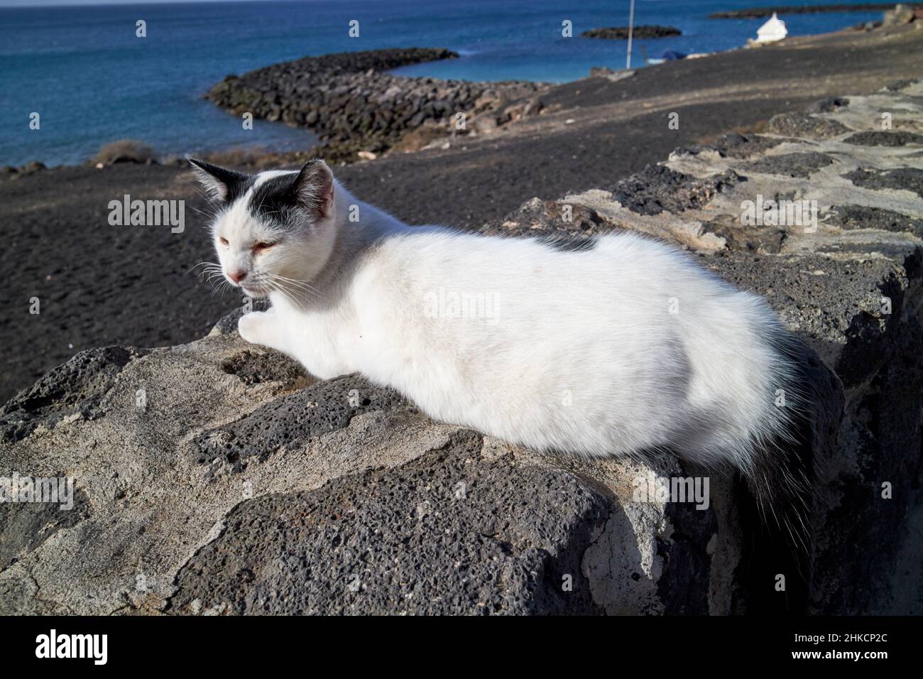 Gatto bianco parassita seduto sul muro di mare playa blanca Lanzarote Isole Canarie Spagna Foto Stock