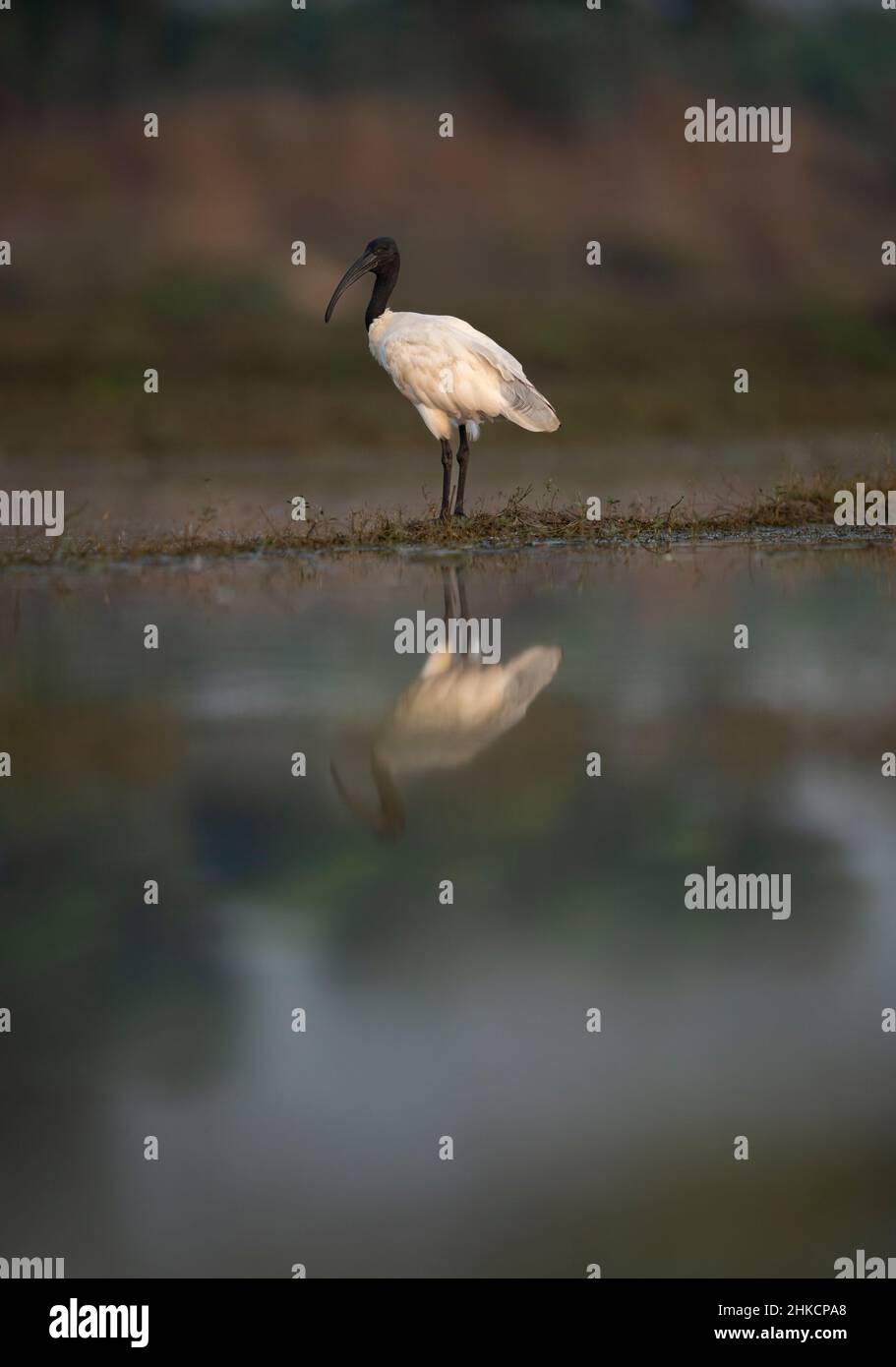 Ibis con testa nera Foto Stock