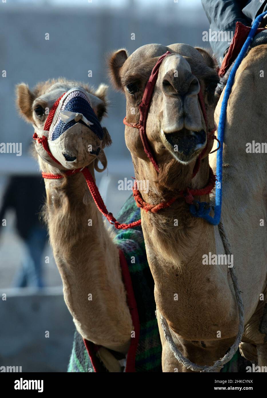 Corsa Arabian Camel a Shahaniya QATAR Foto Stock