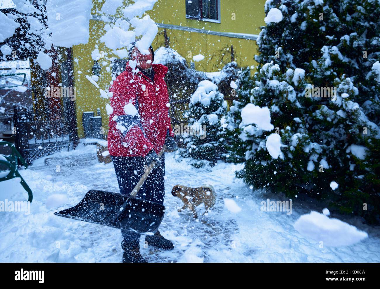 Donna adulta matura con pala da neve che spezza la neve con cani di razza pug in cortile coperto da neve. Foto Stock