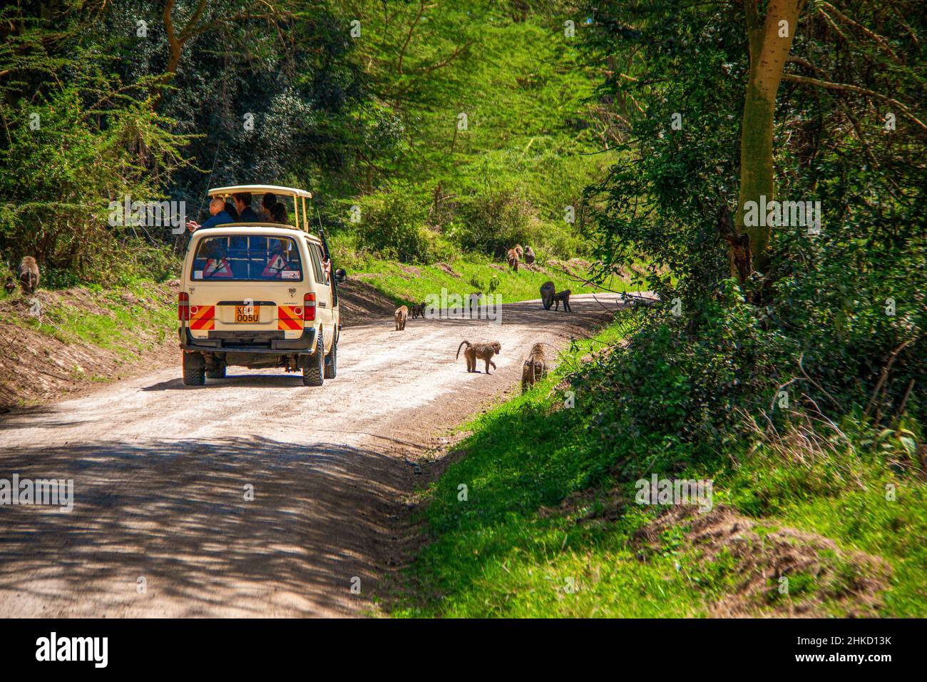Vista di un gruppo di babbuini che bloccano la strada sterrata di fronte a un autobus safari, mentre i turisti osservano da vicino la scena al Parco Nazionale del Lago Nakuru, Kenya Foto Stock