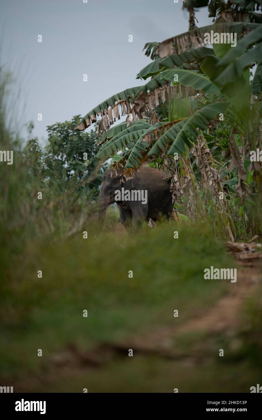 Elefante asiatico selvaggio Foto Stock