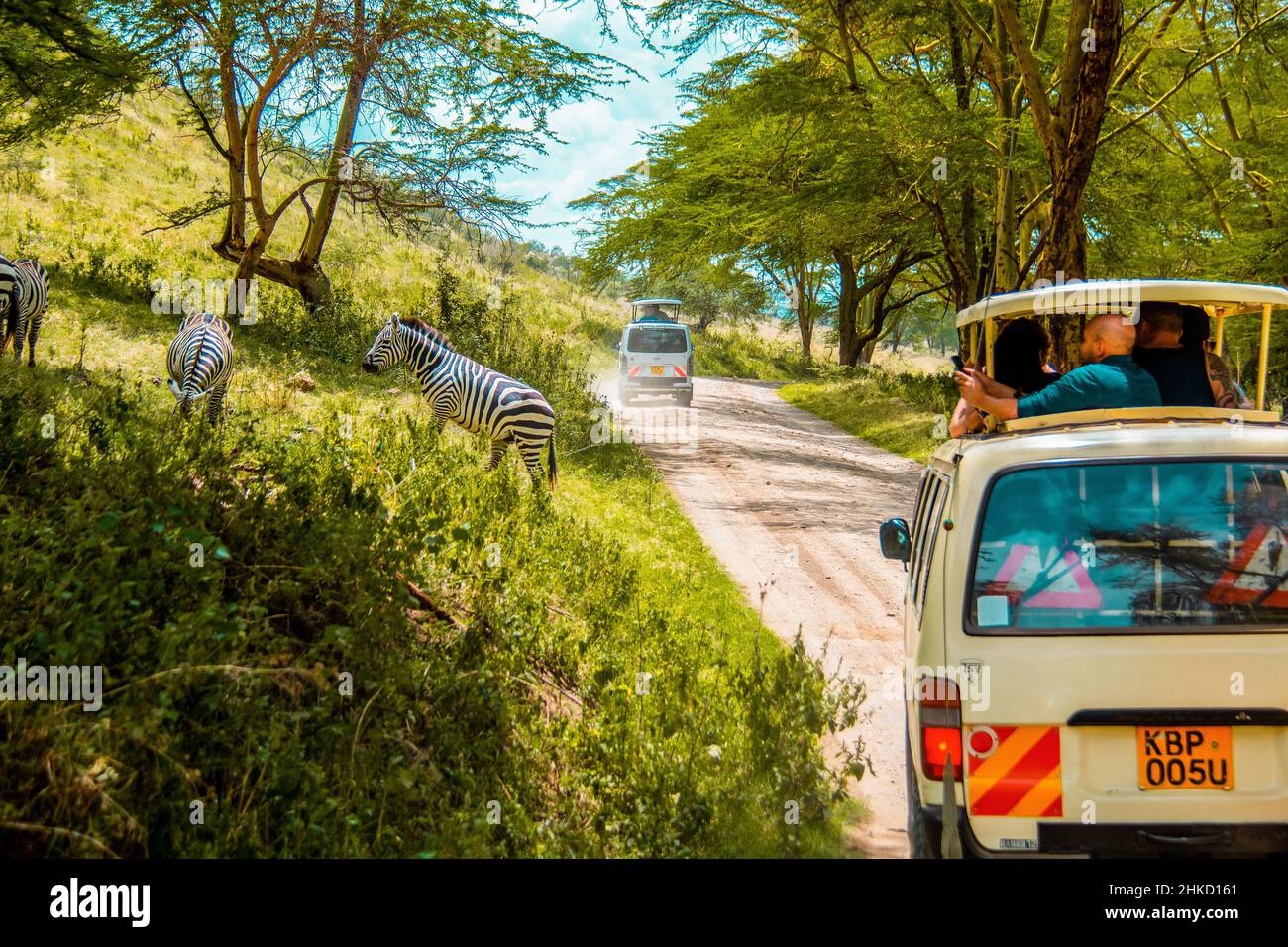 Vista di una zebra che attraversa la strada sterrata di fronte a un autobus safari, mentre i turisti osservano da vicino la scena al Parco Nazionale del Lago Nakuru, Kenya Foto Stock