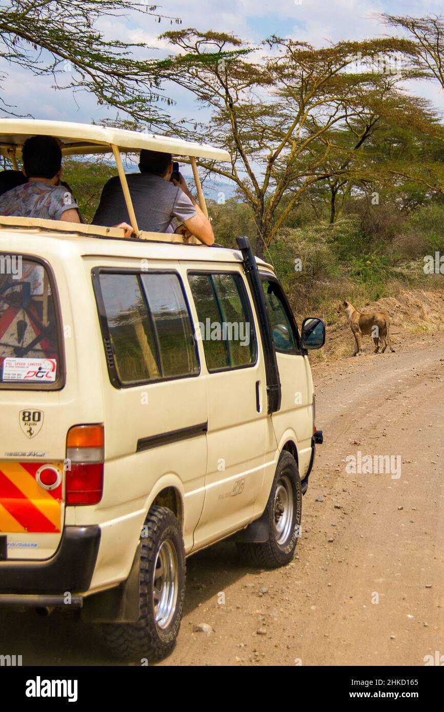 Vista dei turisti che guardano una femmina leone caccia nella savana del Parco Nazionale del Lago Nakuru in Kenya Foto Stock