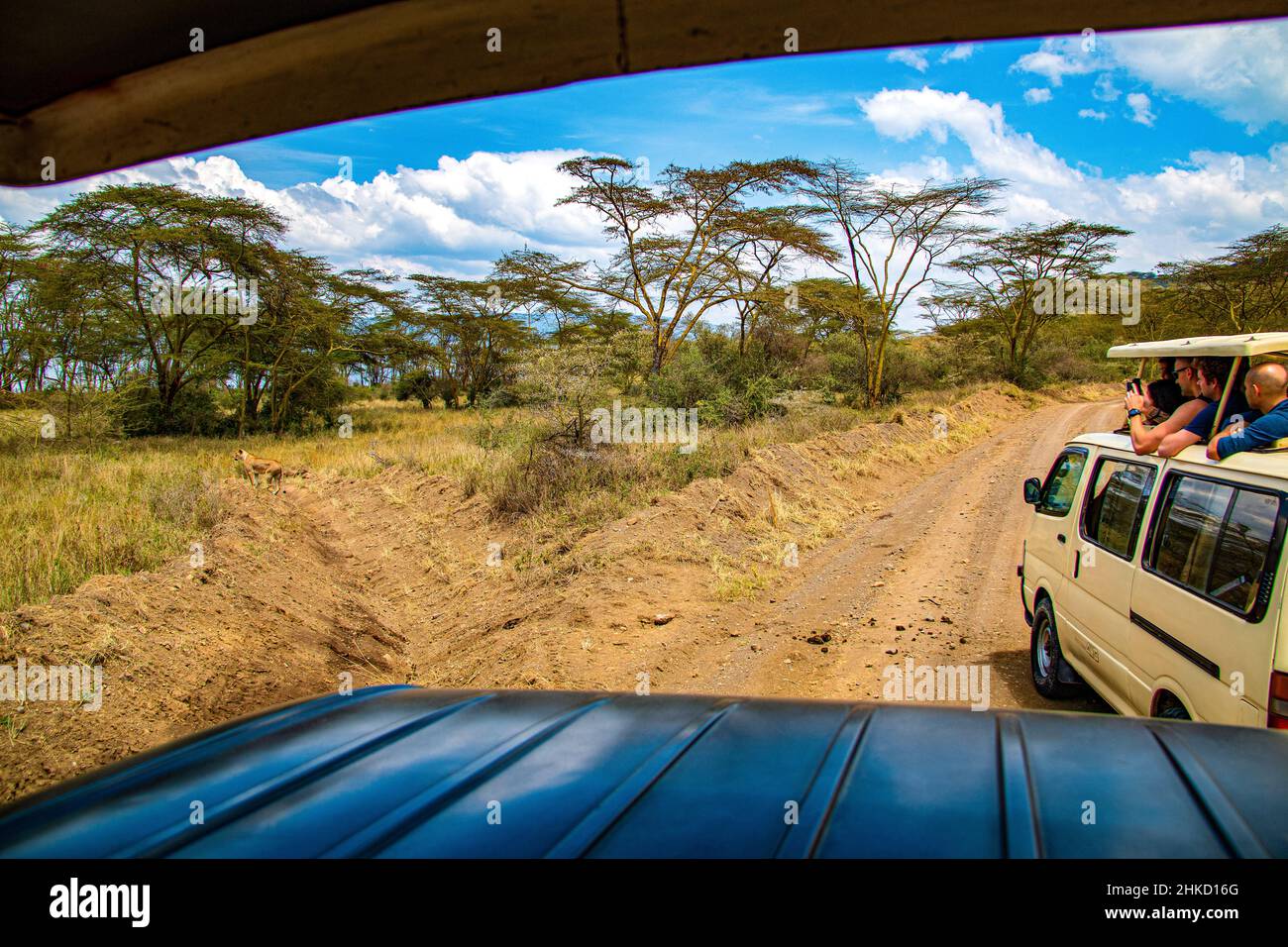 Vista dei turisti che guardano una femmina leone caccia nella savana del Parco Nazionale del Lago Nakuru in Kenya Foto Stock