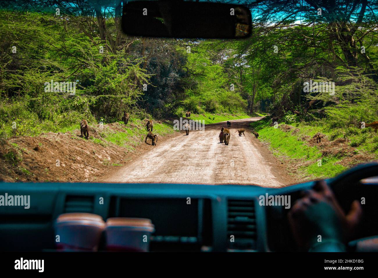 Vista di un gruppo di babbuini che bloccano la strada sterrata di fronte a un veicolo presso il Parco Nazionale del Lago Nakuru, Kenya Foto Stock