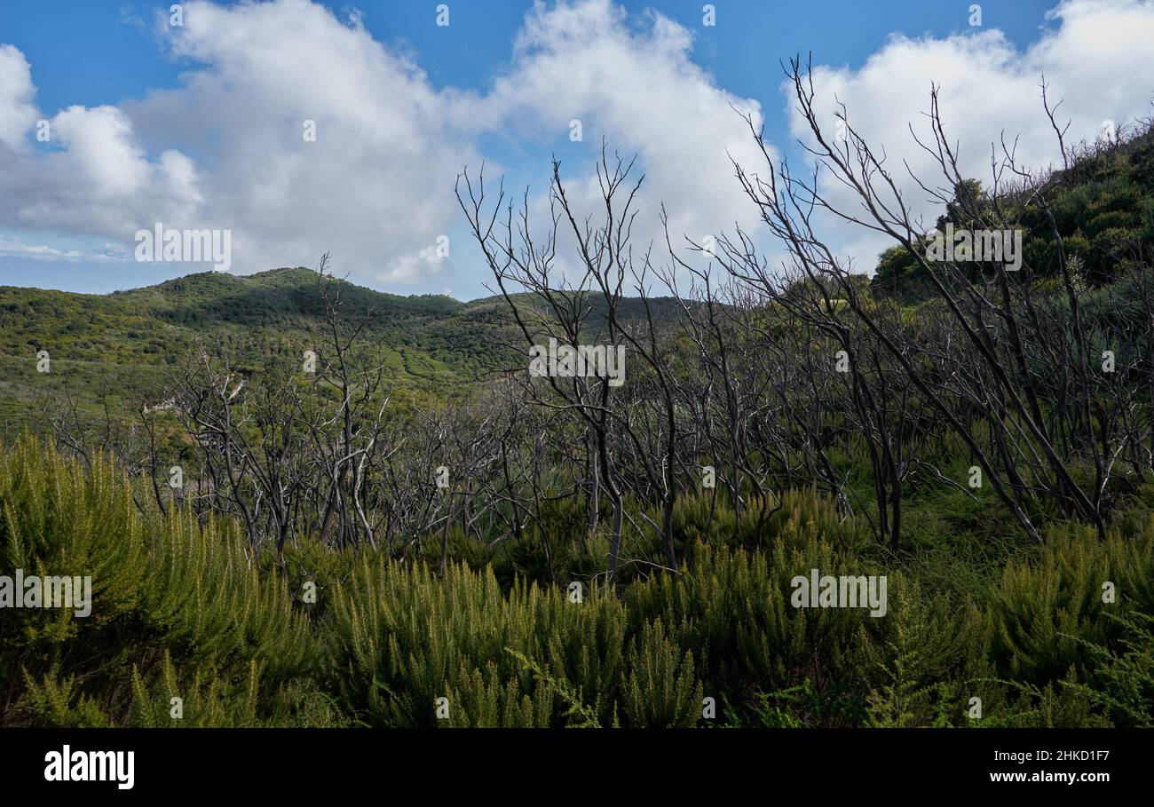 Vegetazione Nachwachsende im Lorbeerwald nach Zerstörung des Waldes durch Waldbrand im Jahr 2012, verkohlte Bäume, Nationalpark Garajonay, la Gomera, K. Foto Stock