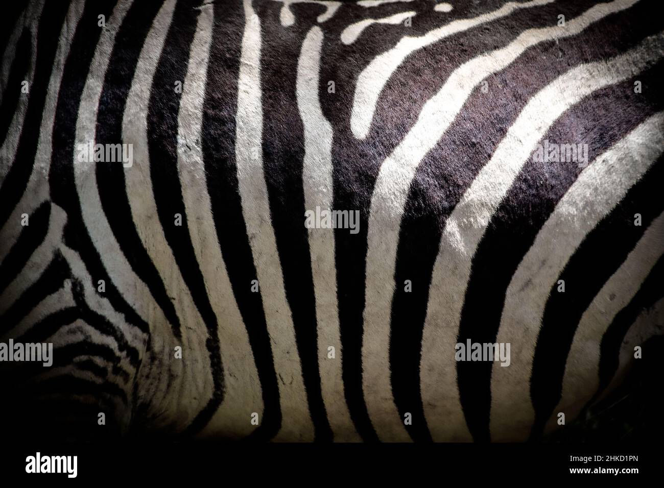 Bella vista ravvicinata del ventre a strisce bianche e nere di una zebra selvaggia delle pianure in Kenya Foto Stock