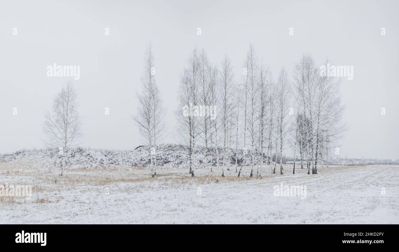 Birches in un inverno muto nevoso Foto Stock
