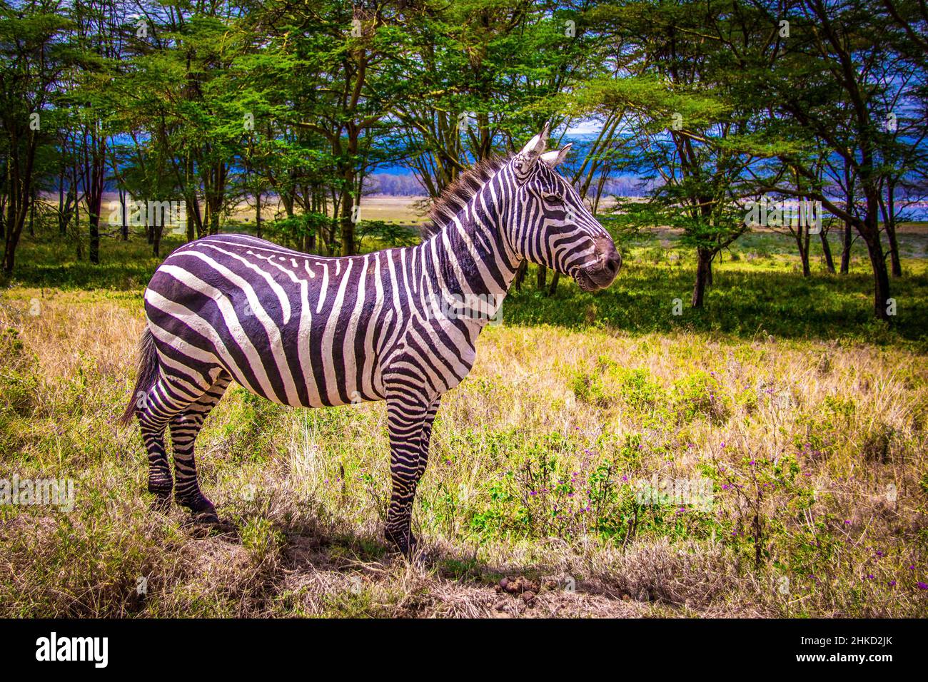 Bella vista di una zebra pianure soleggiate in piedi di fronte ad una linea di alberi al Parco Nazionale del Lago Nakuru in Kenya, Africa Orientale Foto Stock