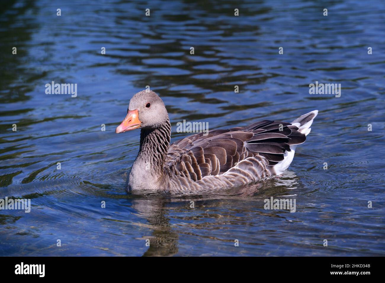 Una piccola oca selvaggia nuota sull'acqua blu in natura Foto Stock