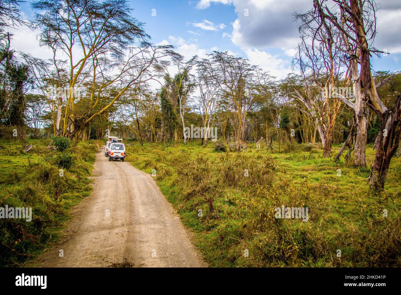 Mandria di giraffe nubiane completamente cresciute sotto alberi giganti in una foresta che viene guardata dai turisti in bus safari, Parco Nazionale del Lago Nakuru, Kenya Foto Stock