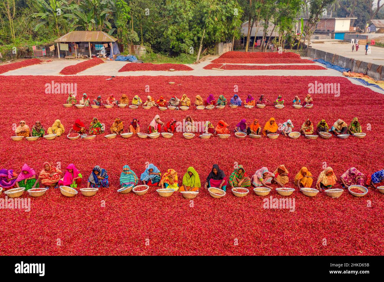 Le lavoratrici stanno smistando il peperoncino rosso in varie aziende agricole nelle parti settentrionali del Bangladesh. Foto Stock