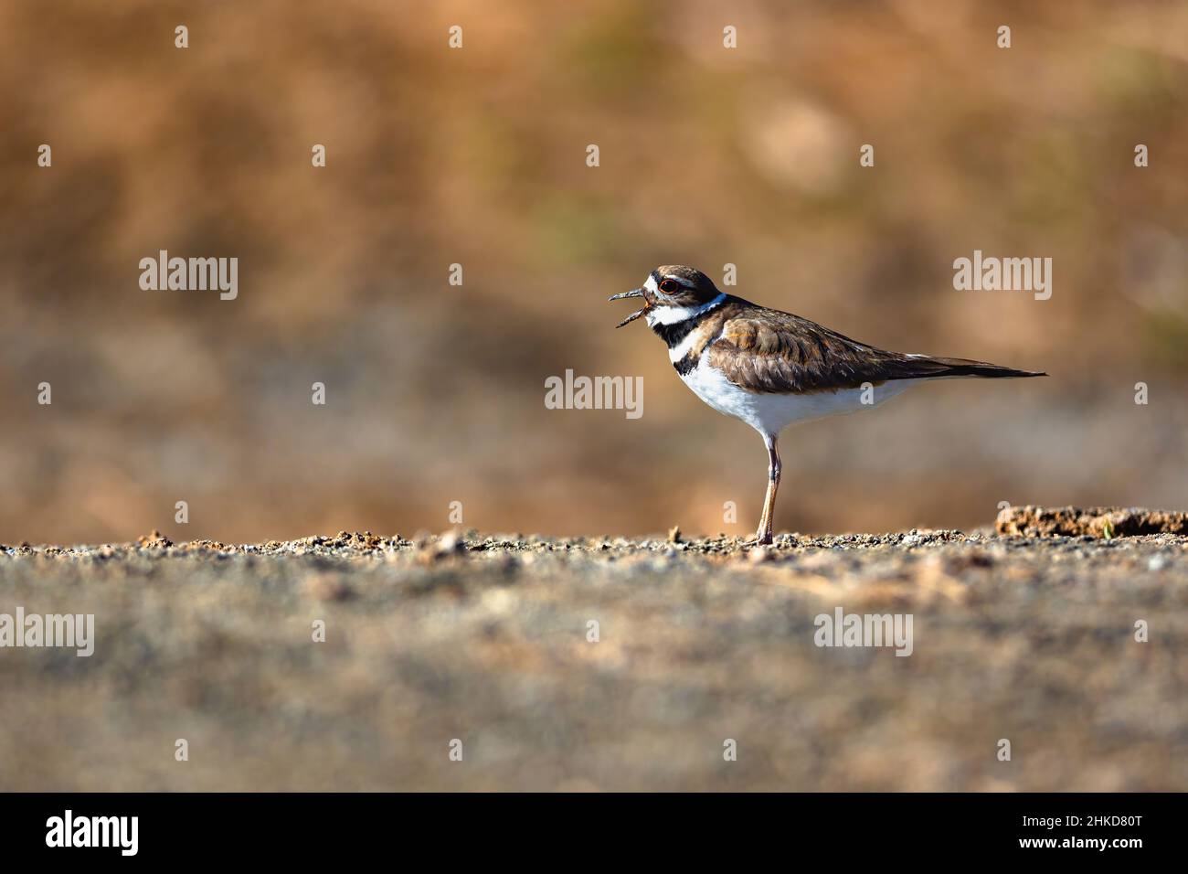 Un uccello Killdeer in piedi su un terreno pianeggiante, che richiama forte, con la luce del sole del pomeriggio che riscalda la scena. Foto Stock