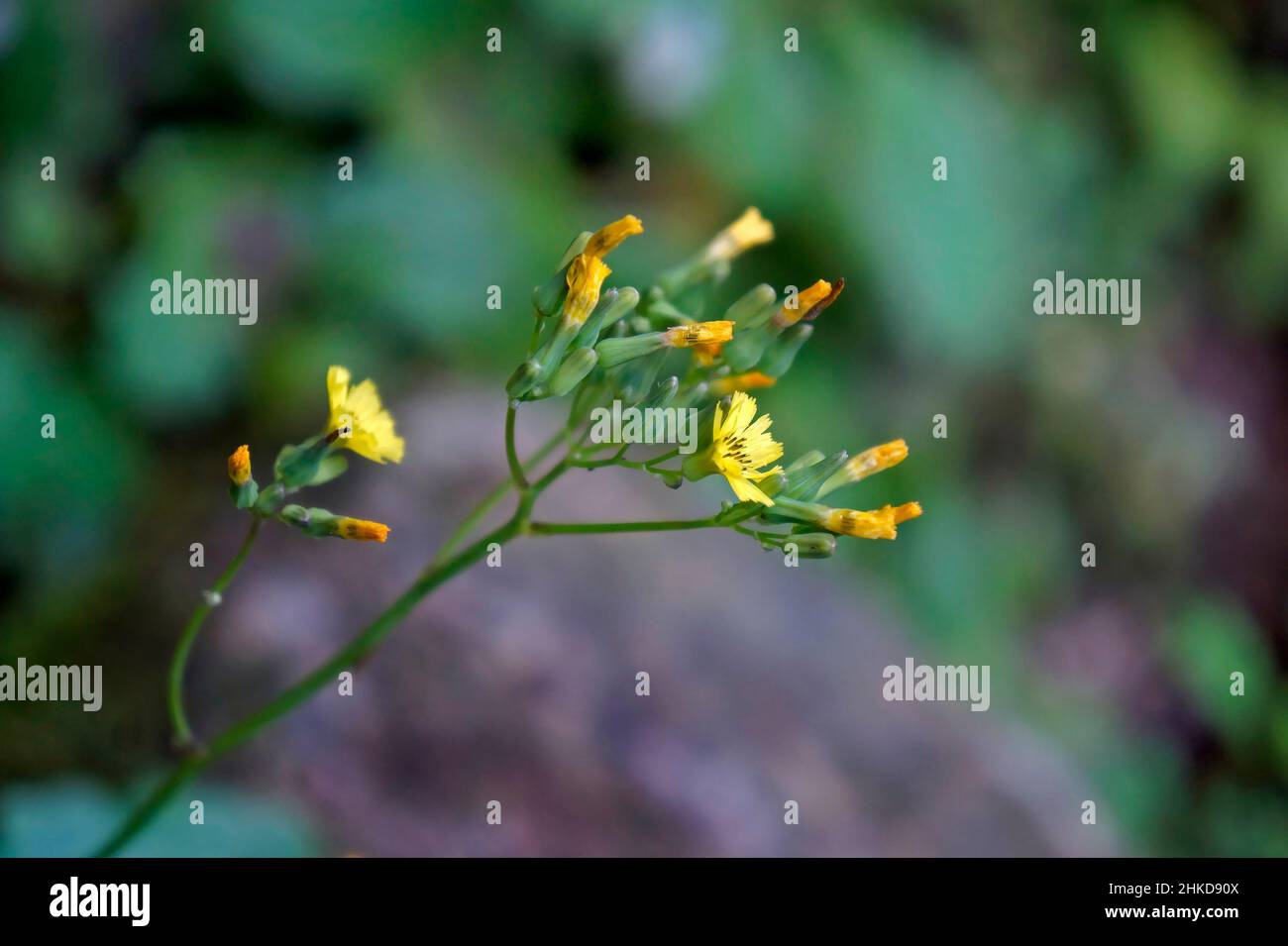 Fiori gialli selvatici (Crepis japonica) Foto Stock