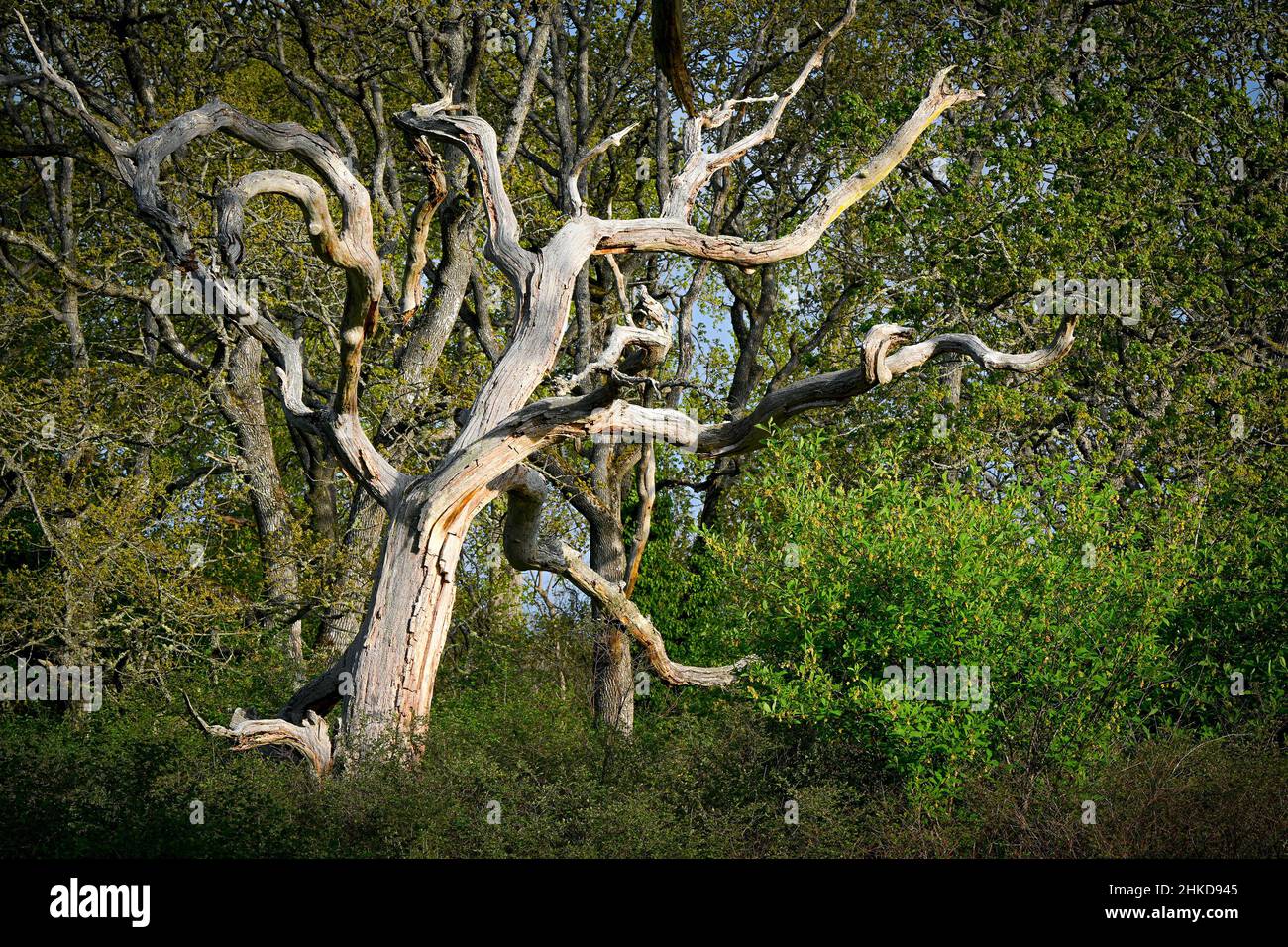 Dead Garry Oak Tree, Uplands Park, Oak Bay, Vancouver Island, British Columbia, Canada Foto Stock
