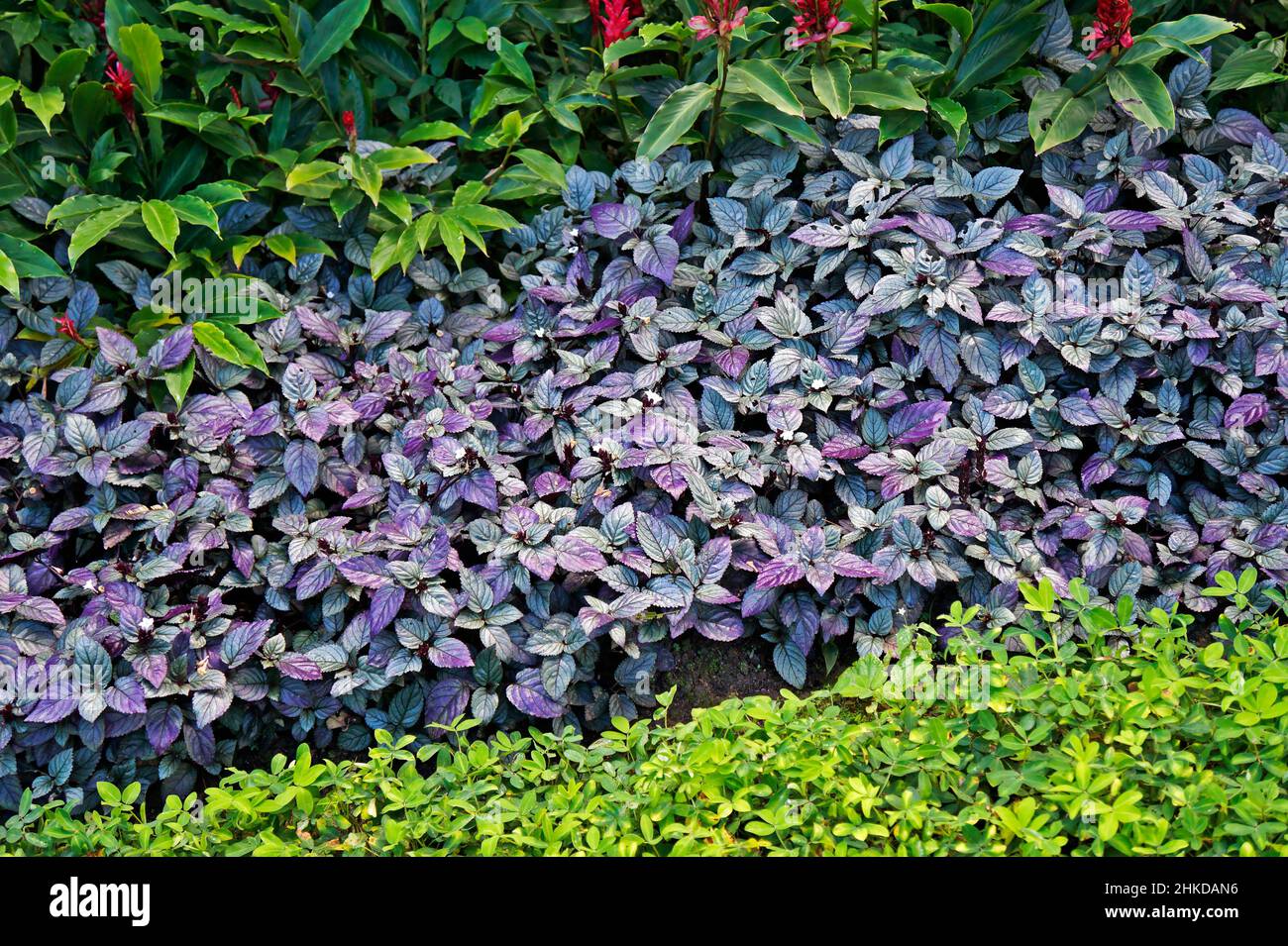 Piante in giardino, foglie sfondo Foto Stock